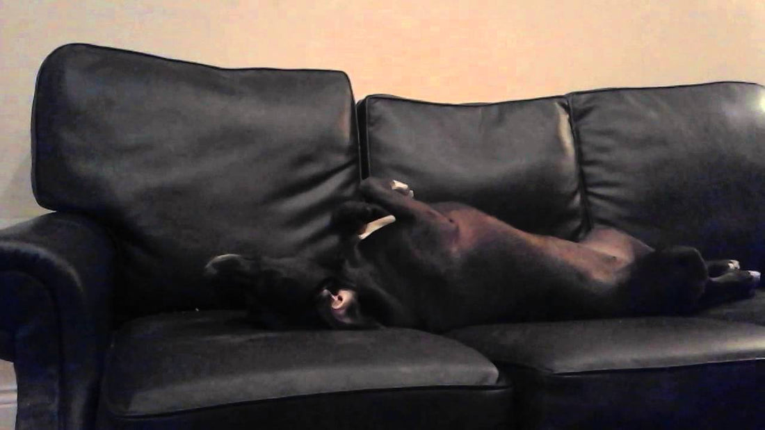 Adorable Labrador Mix Puppy Reacting To Some Calm Music Is Just Hilarious!