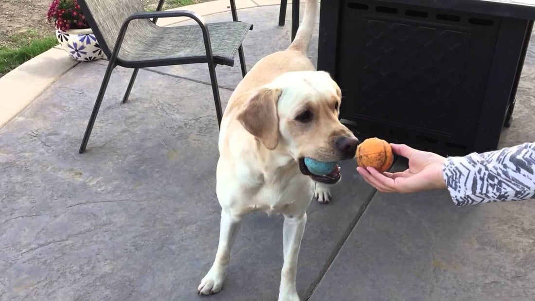Adorable Labrador Pup Celebrates Friday With Balls!