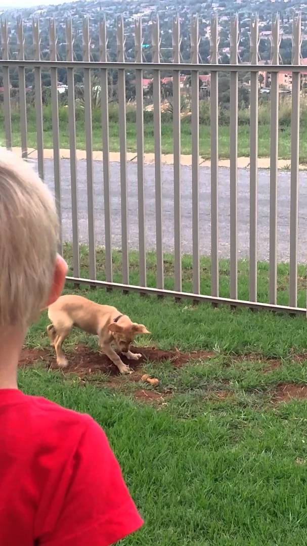 Adorable Labrador Pup Finds A Bone, Then Starts Doing THIS!