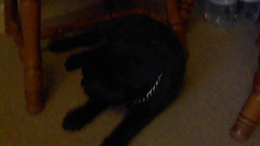 Adorable Labrador Pup Finds Her New Home And Begins Sightseeing... From Under The Table!