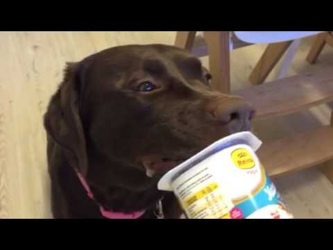 Adorable Labrador Pup Get Super Excited When He Sees Dad Holding THIS!