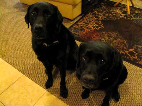 Adorable Labrador Pup Gets Busted Hilariously!