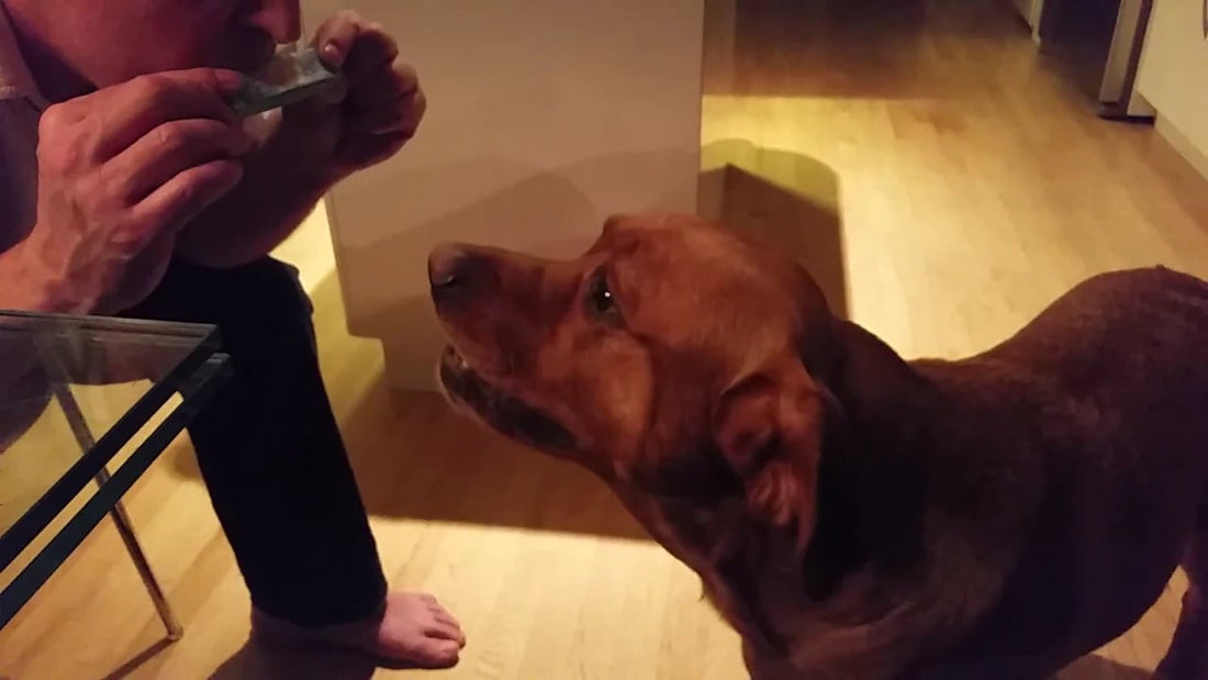 Adorable Labrador Pup Plans To Audition In A Singing Show Sometime In The Future!