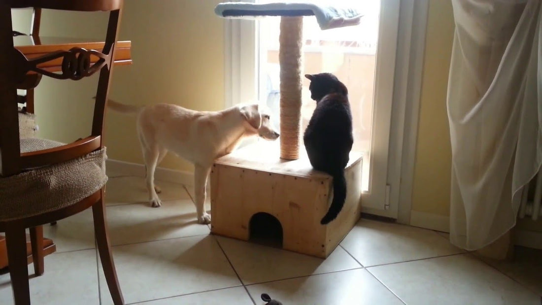 Adorable Labrador Pup Plays With Her Cat Sibling In Her Own Way!