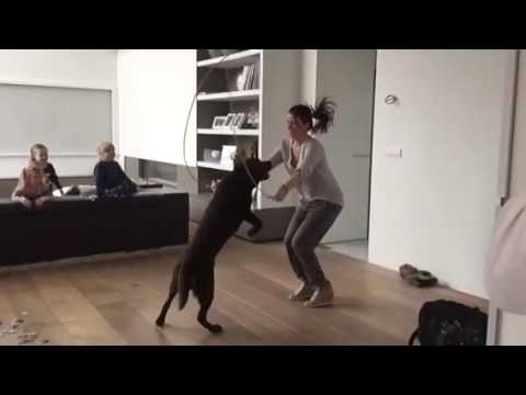 Adorable Labrador Pup Jumps Rope With His Favorite Person!