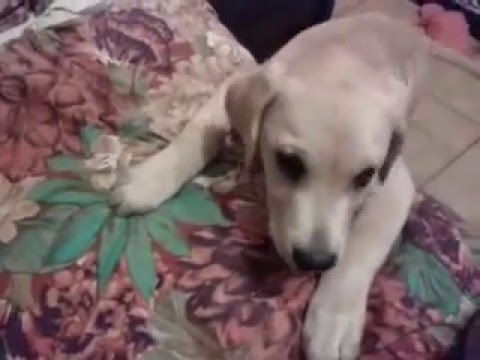 Adorable Labrador Pup Tries His BEST To Climb Onto Mom's Bed!