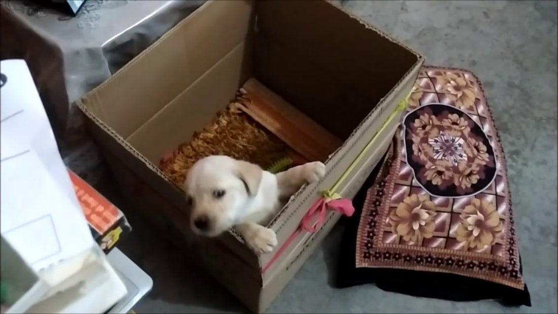Adorable Labrador Puppy Stuck In The Box Tries Her Best To Come Out!