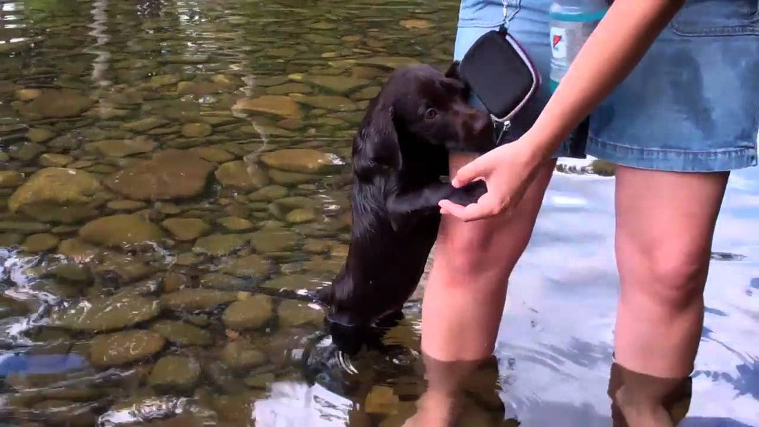 Adorable Labrador Pup's First Time Swimming Is Full Of Awwww!!