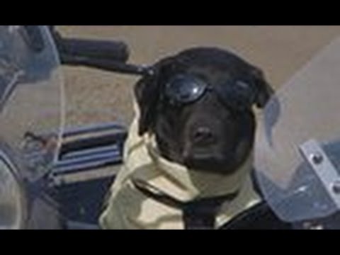 Adorable Labrador Receives The World's First Kevlar Jacket For Dogs