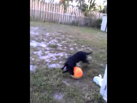 Adorable Labrador Retriever Can't Wait To Play With Her Favorite Ball!