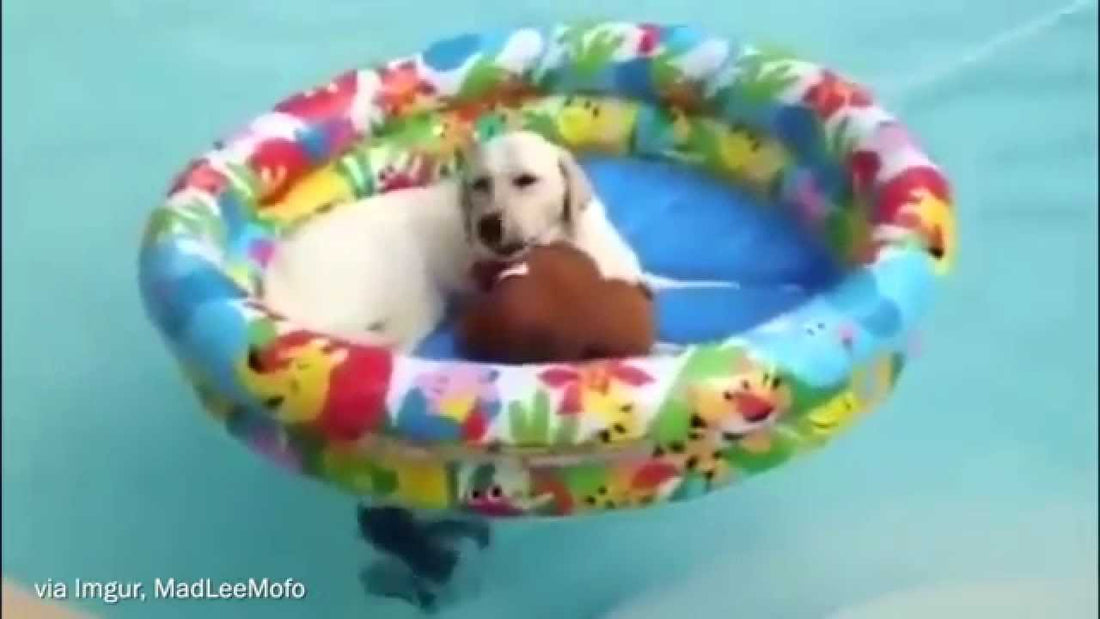 Adorable Labrador Wants To Sail, Then The Music Begins!