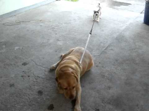 Adorable Little Fluffy Pup Wants Mighty Labrador To Walk So He Attempts The Impossible!