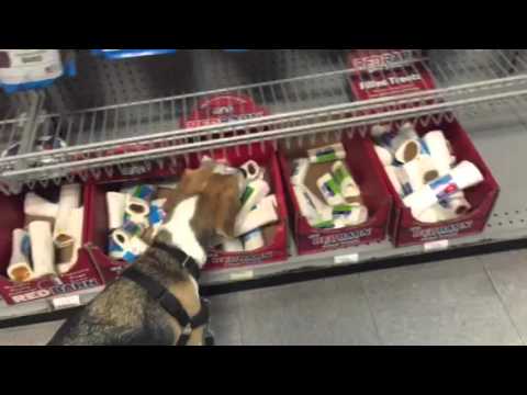 Adorable Picky Beagle Pup Goes Treat Shopping With Mommy!