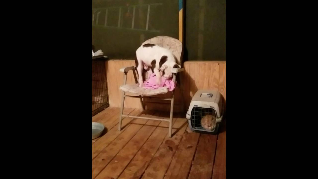 Adorable Pup Has A Tough Time Getting Comfortable After A Bath! LOL
