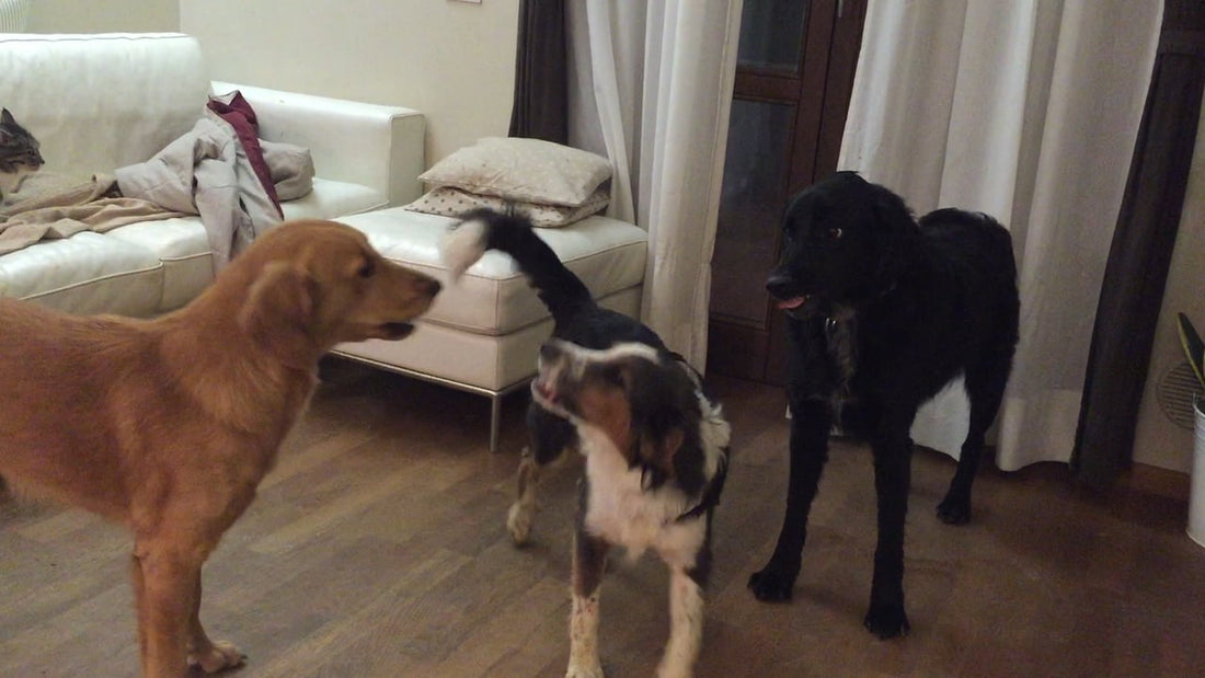 Adorable Retriever Struggles Managing Two Rambunctious Puppies!