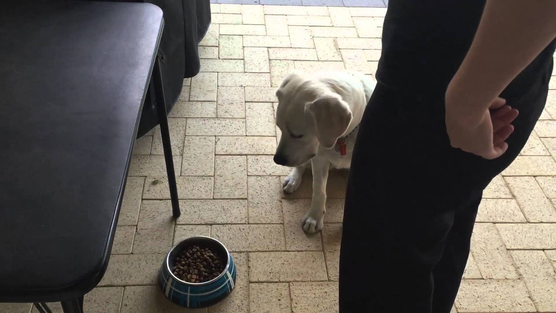 Adorable White Labrador Trained To Wait For Food! Table Manners At Its Best! #AwesomeTrick