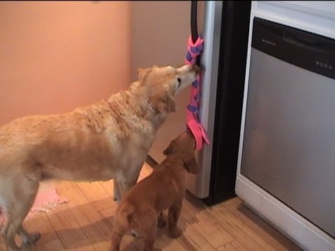 Adult Golden Retriever Teaches Ricochet How To Raid The Fridge! #SimplyAdorable!