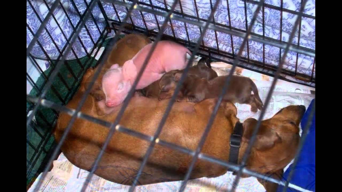 Affectionate Dachshund Mom Adopts Orphaned Piglet And Loves It As Her Own!