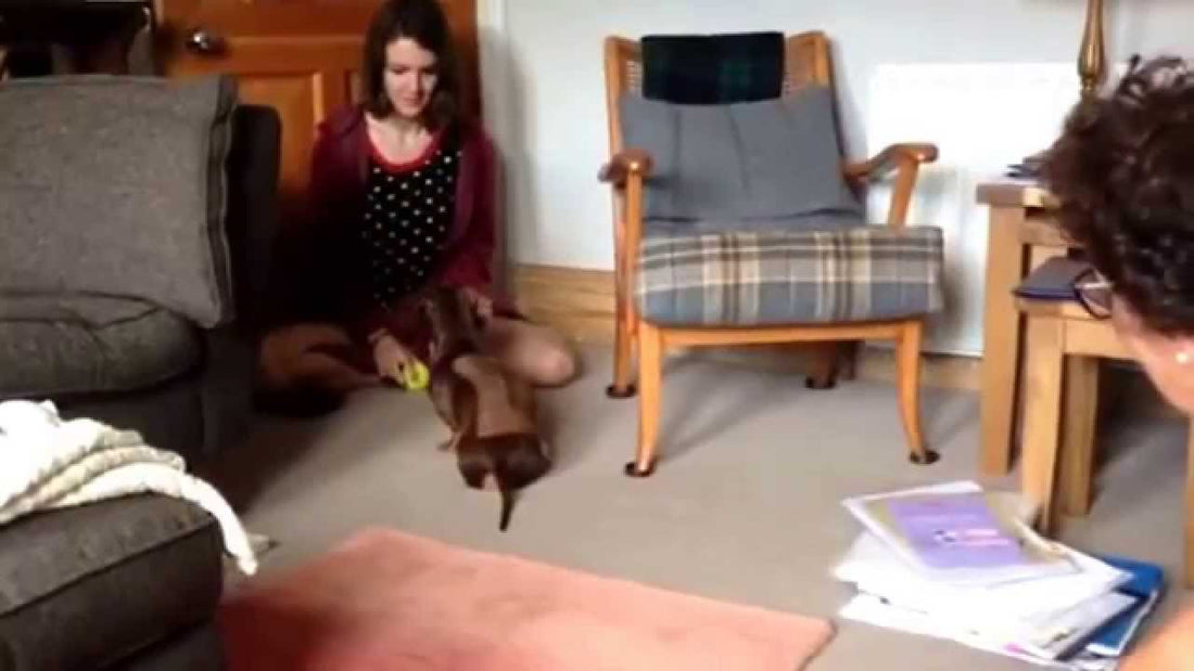 Alfie The Dachshund Learning To Walk Again After Surgery Will Warm Your Heart!