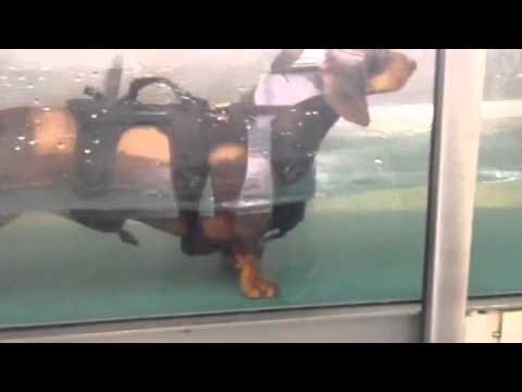 Alfie The Dachshund Takes His First Hydrotherapy After Surgery!