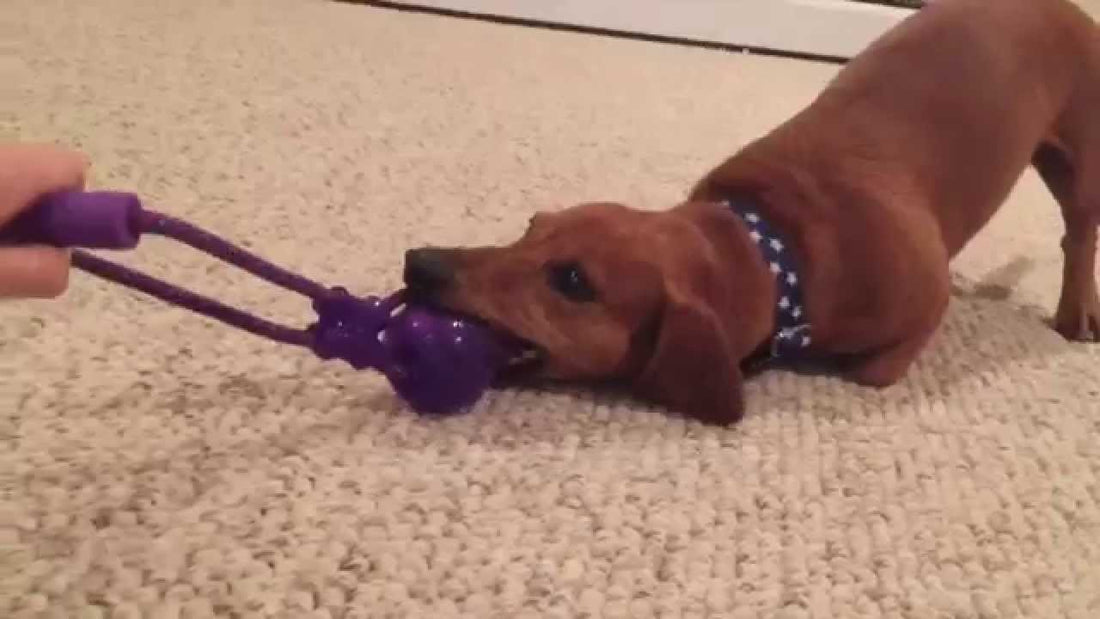 Ammo The Dachshund Got A Brand New Toy, But He's Too Tired To Play With It! #SleepyHead!