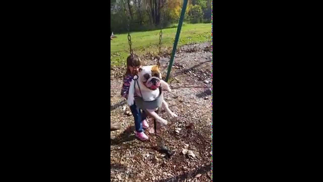 An English Bulldog Called Ozzy And A Kids' Swing! Tons Of Fun! Check This Out!