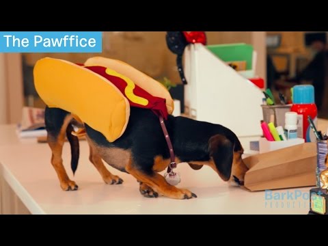 Andi The Dachshund Talks About Her Love For Food!