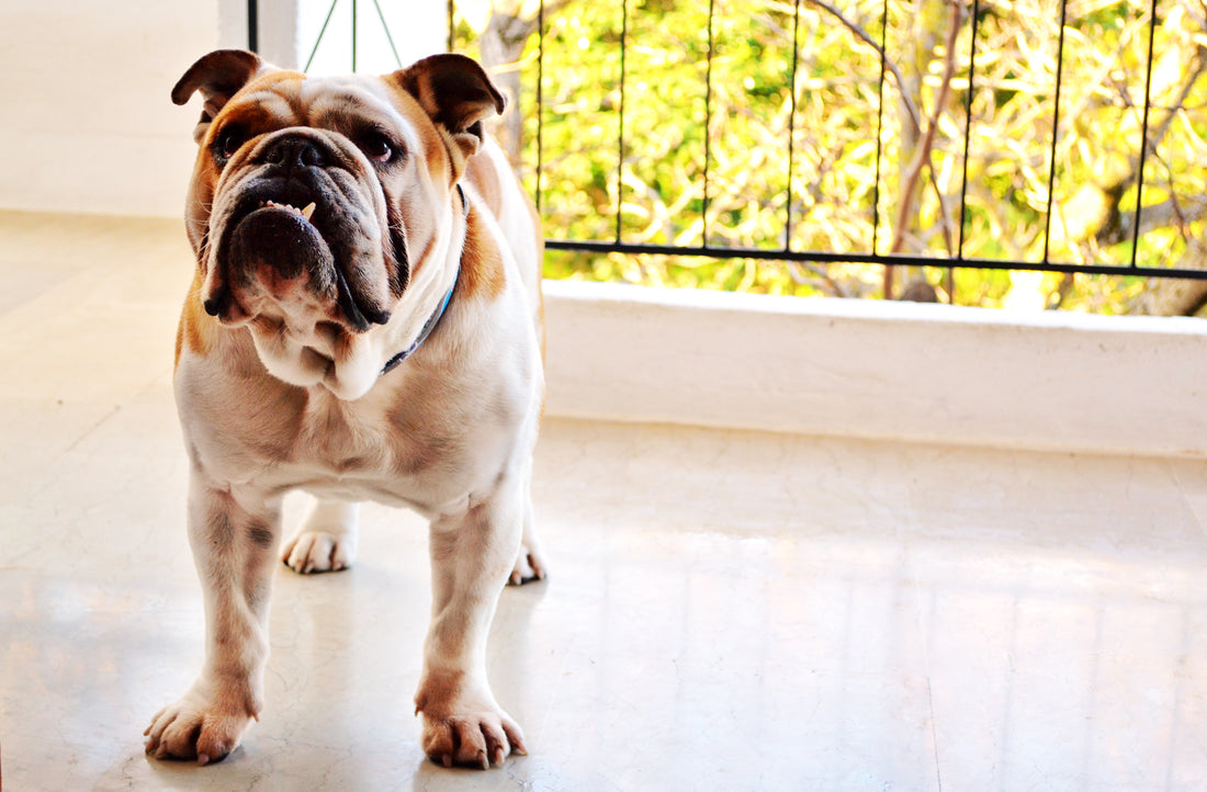 6 Most Common Health Issues In Bulldogs