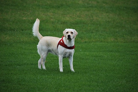 7 Reasons Why Pet Parents Should Get Their Pups Insured