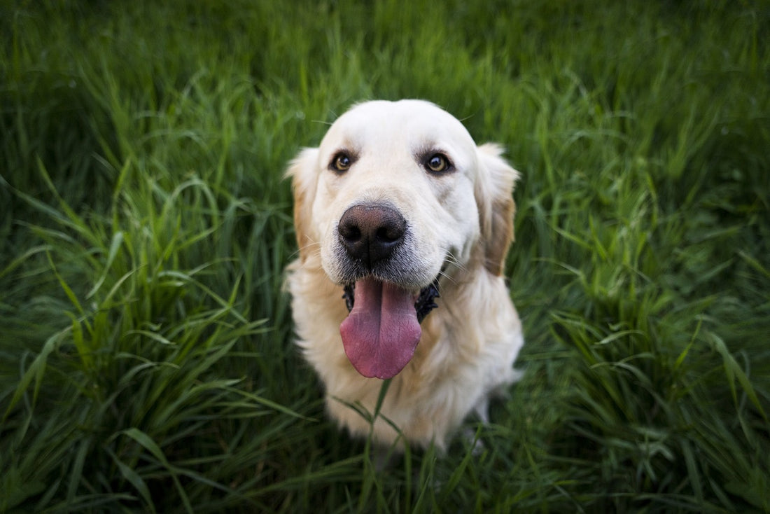 Here's Why Your Dog Pees On Your Bed!