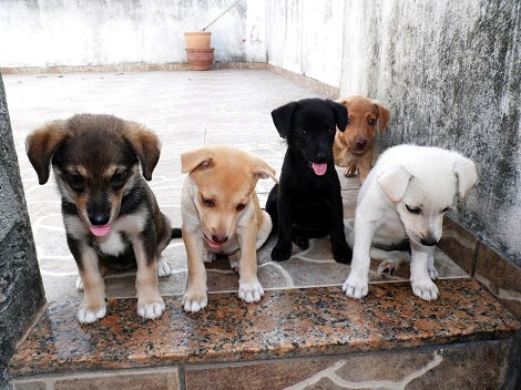 Are You Thinking About Fostering An Adoptable Pup? This Is For You!