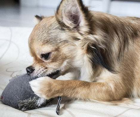 5 Ways To Stop Your Dogs From Chewing Inappropriate Things