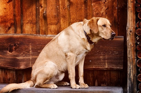 Exclusive Interview With Bayer Animal Health's Dr. Jennifer Schofield Regarding Summer And Pups - Part 2