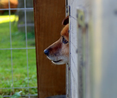 This Shelter Is Dealing With Animal Seizures Which Is Costing Them $1,000 Per Day