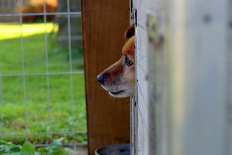 To Fight Animal Cruelty, You Need To Know What Abuse Looks Like