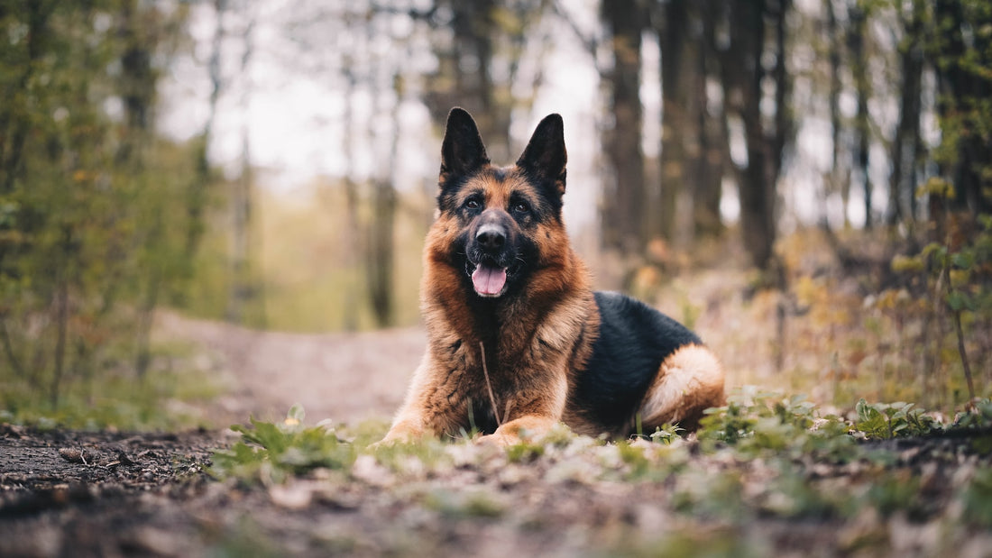 Woman Gives Blind German Shepherd A Better Chance At Life