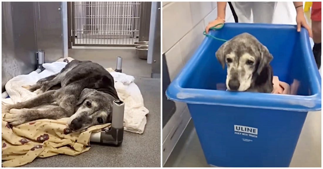 19-year-old Dog Abandoned By Family At Shelter Is Now Living Out A Bucket List