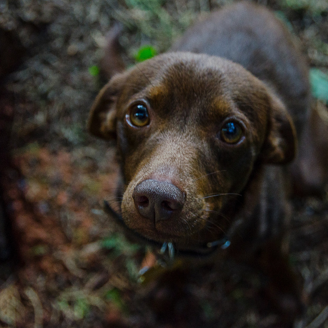 Common Reasons Why Dogs Shake