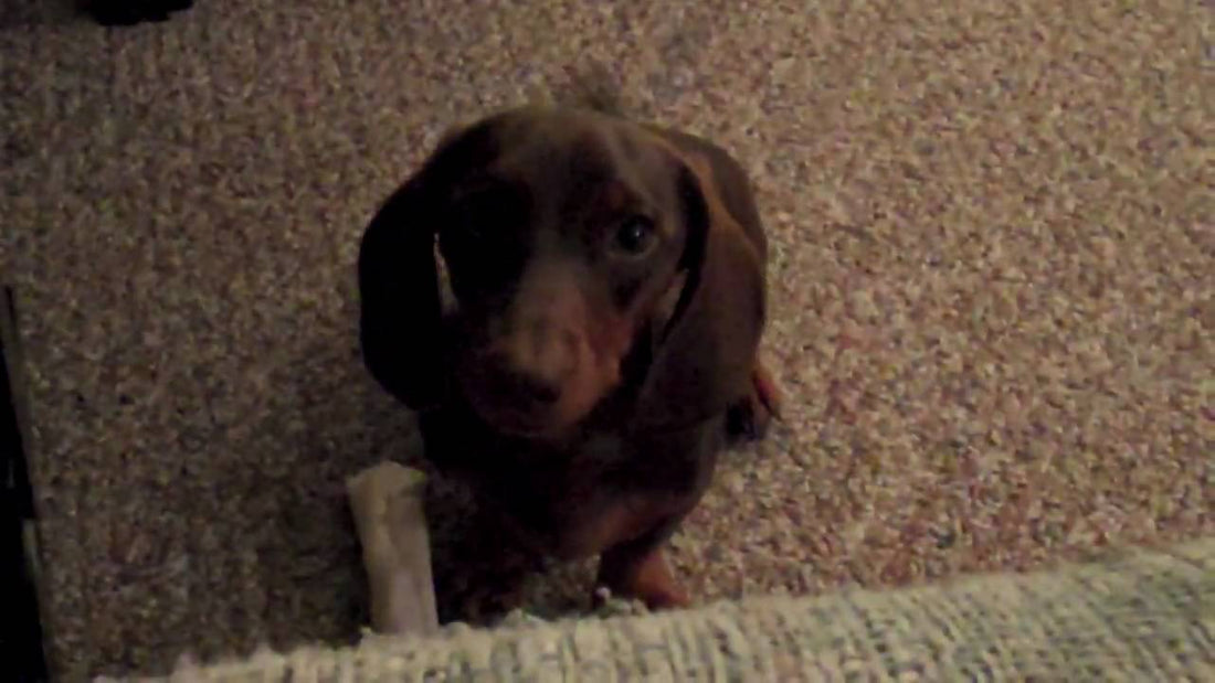 Apple the Doxie Will Steal Your Heart With Her Talking!