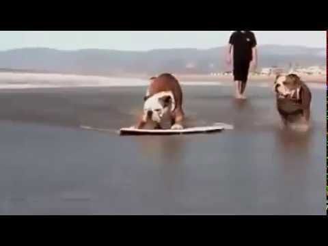 Are English Bulldogs Better Surfers Than Humans? I Think So! Here's Proof!