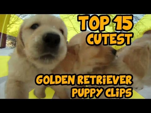 Are You A Golden Retriever Parent? Well This Cute Compilation Is For You!