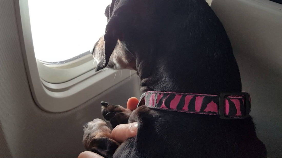 Are You Afraid Of Flying? Let This Brave And Adorable Dachshund Inspire You!