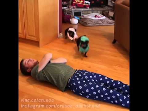 Are you Choking? Here's How A Dachshund Will Save Your Life! It's Hilarious! LOL Alert!