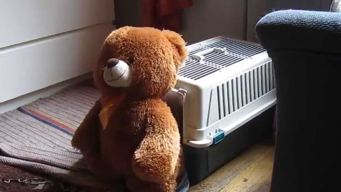 Arvo The Dachshund Wants His Teddy Bear Inside His Kennel, But There's One Tiny Problem!