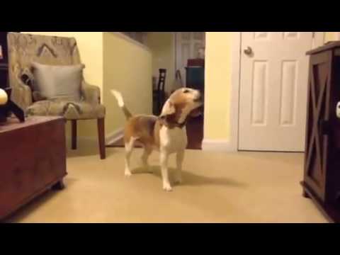 As Soon As The Door Bell Rang, This Is How The Beagle Reacted In Slo-Mo!