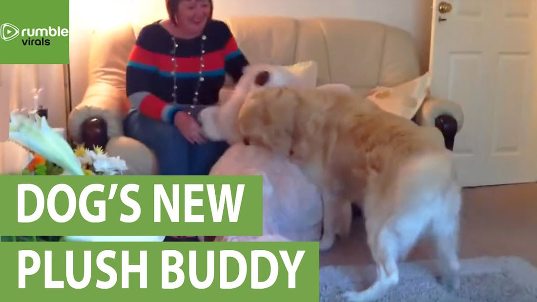 As Soon As Zack The Golden Retriever Sees This, He Can't Contain Himself!