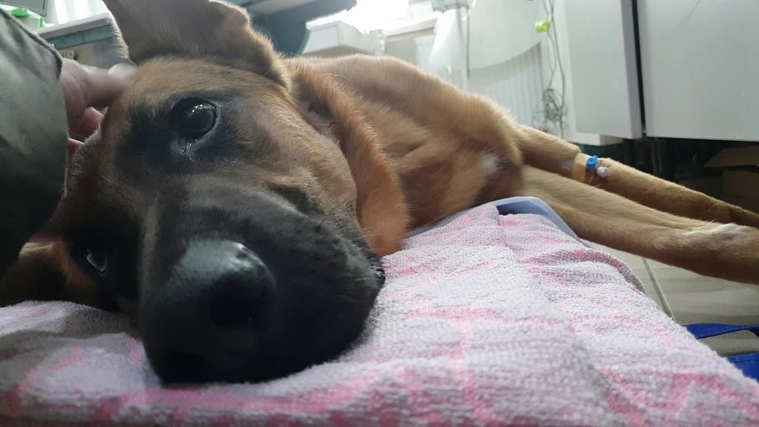 Aww! This Adorable Pup Has Just Woken Up At The Vet And He's A Little Disoriented