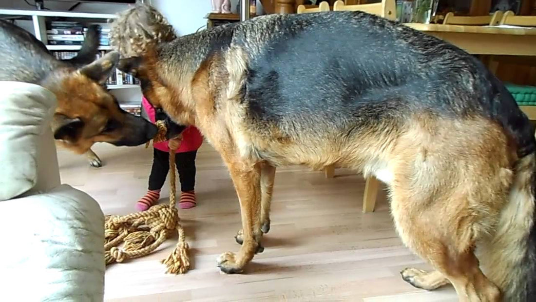 Baby Alondra With Her Two Pet German Shepherds Is Definitely An Eye Opener! #LoveThyDogs