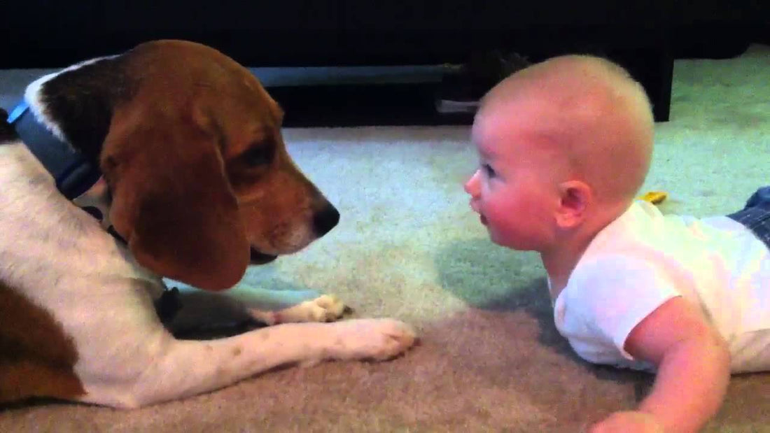 Baby Vs. Beagle. Who Wins This Epic Battle Of Wits? It's Preciously Adorable!