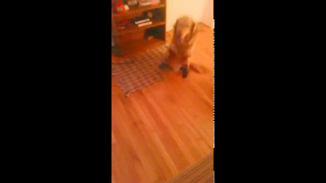 Baker The Golden Retriever Goes Crazy After His Hiking Booties!